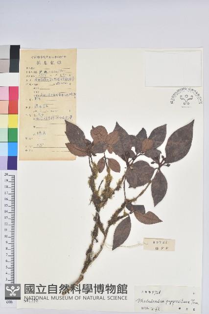 青留杜鵑藏品圖，第1張