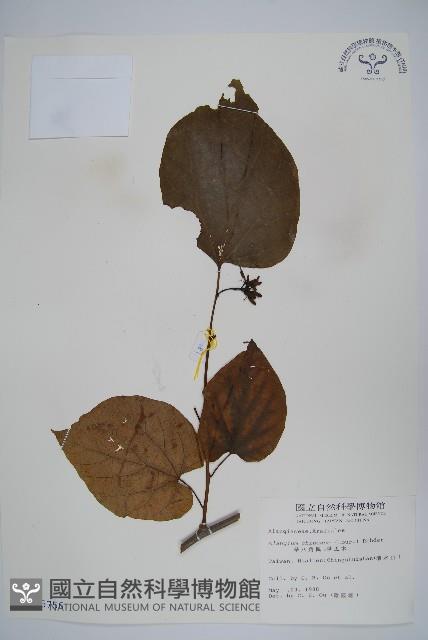 華八角楓藏品圖，第1張