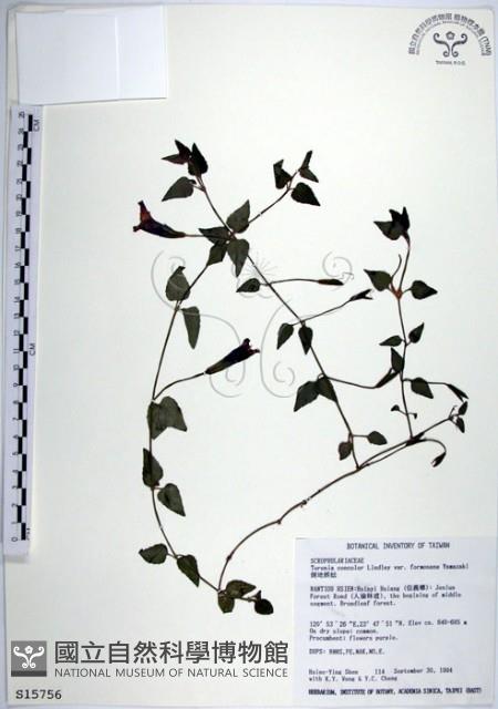 Accession Number:S015756 Collection Image