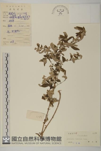 黃花蒿藏品圖，第1張