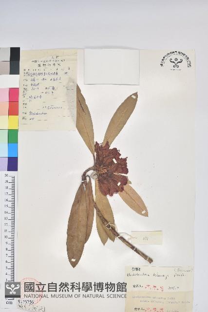 馬纓花藏品圖，第1張