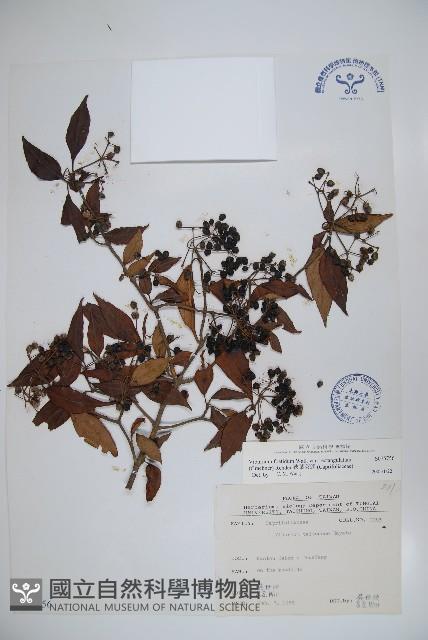 狹葉莢迷藏品圖，第1張