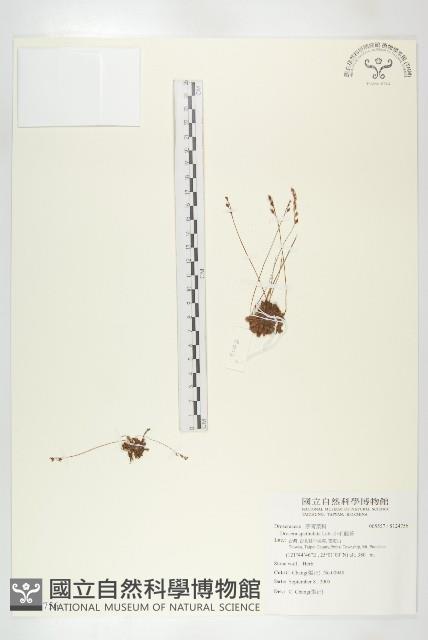 小毛氈苔藏品圖，第1張