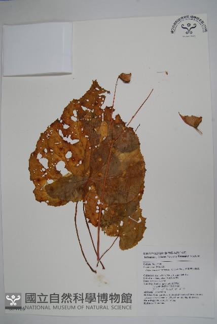 南台灣秋海棠藏品圖，第1張