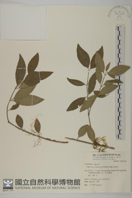 卵葉刺果衛矛藏品圖，第1張