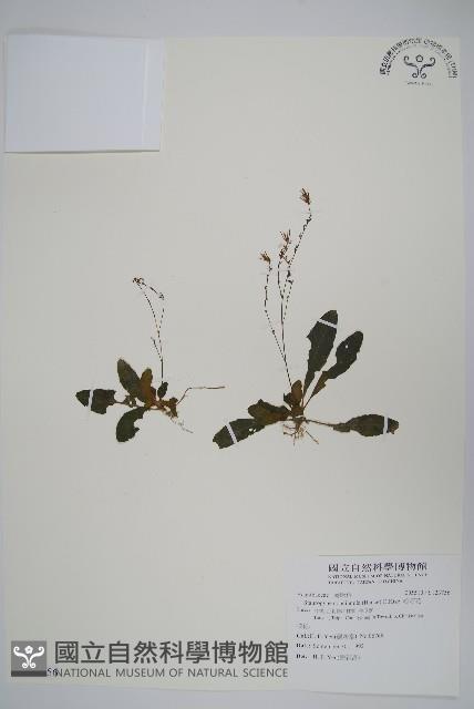 哈哼花藏品圖，第1張