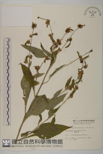 黃金珠藏品圖，第1張