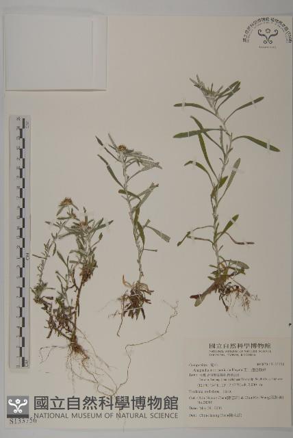 玉山抱莖籟簫藏品圖，第1張