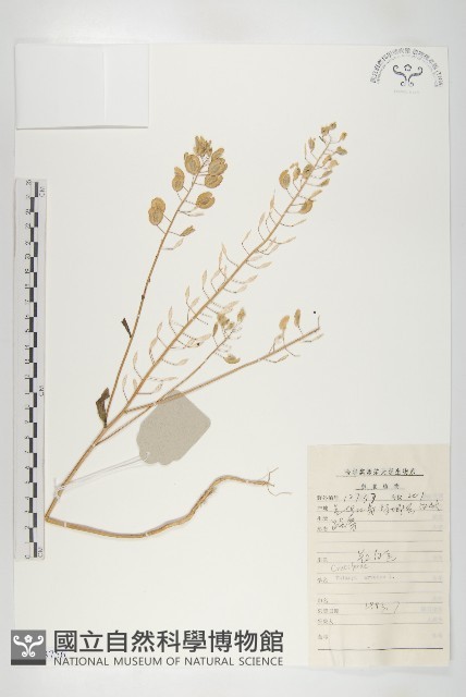 凹果菥蓂、遏藍菜藏品圖，第1張