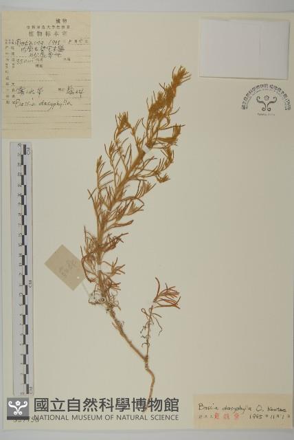 霧冰草藏品圖，第1張