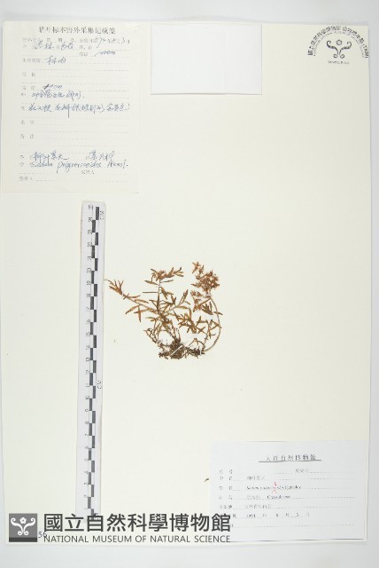 蘚狀景天藏品圖，第1張