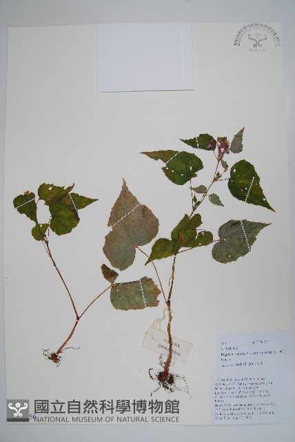 中華秋海棠藏品圖，第1張