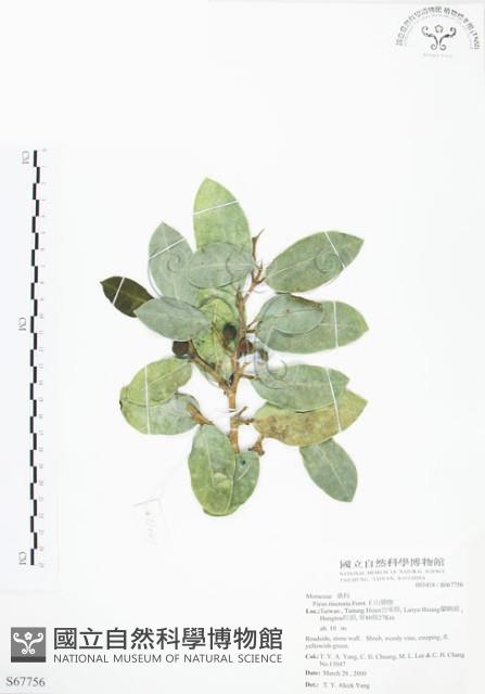 山豬枷藏品圖，第1張