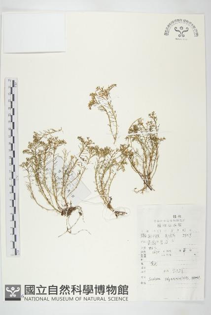 蘚狀景天藏品圖，第1張