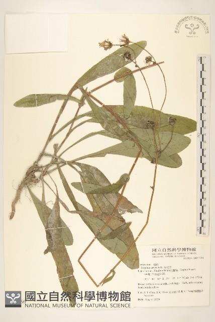 苦苣菜藏品圖，第1張