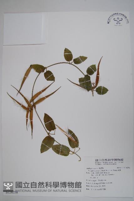 鷗蔓藏品圖，第1張