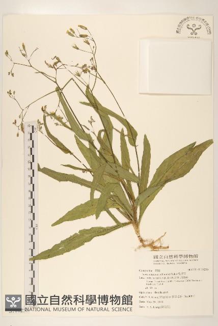 兔仔菜藏品圖，第1張