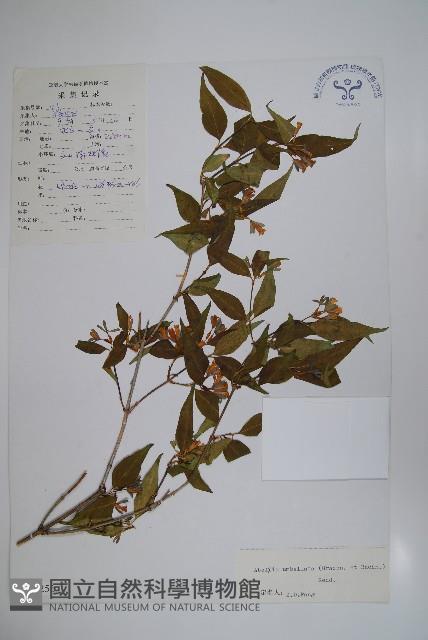 傘花六道木藏品圖，第1張