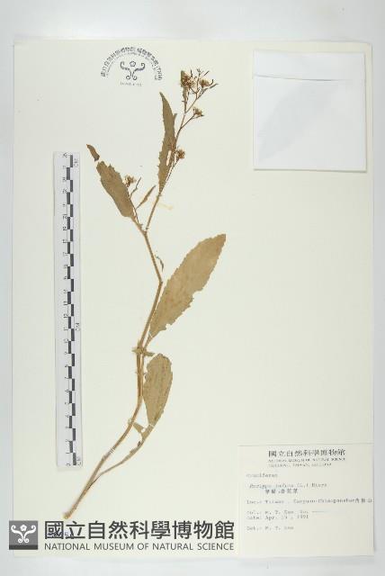 葶藶藏品圖，第1張