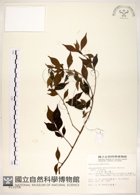 十子木、加入舅藏品圖，第1張