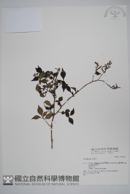 Accession Number:S032256 Collection Image, Figure 1, Total 2 Figures