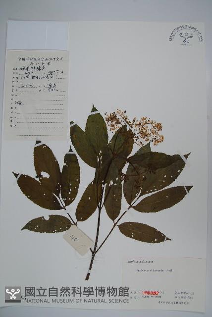 冇骨消藏品圖，第1張