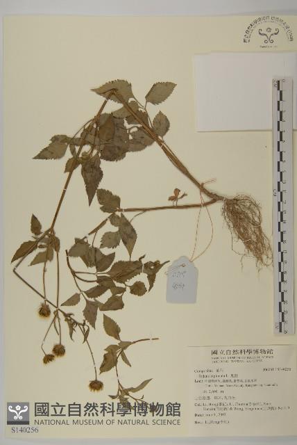 鬼針藏品圖，第1張