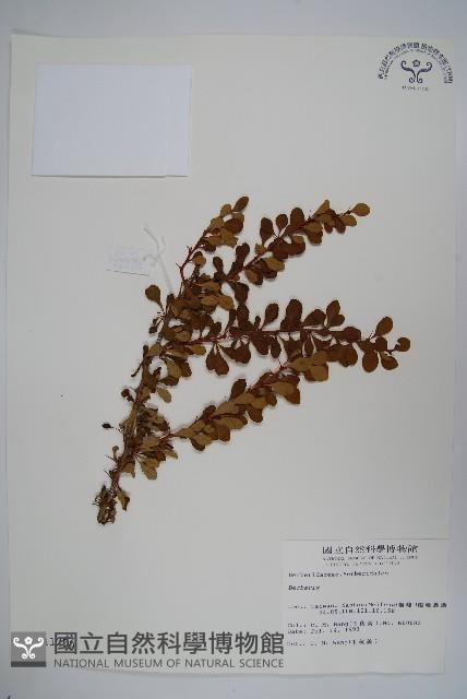 日本小檗藏品圖，第1張