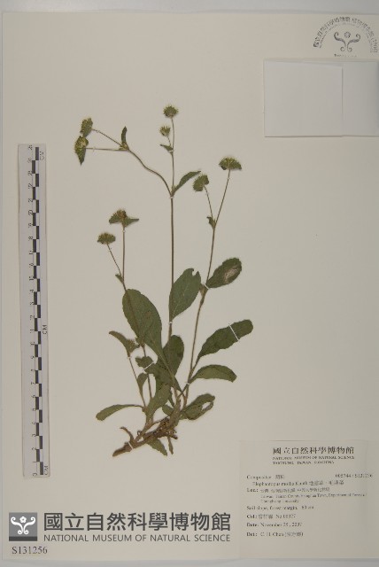 地膽草、毛蓮菜藏品圖，第1張