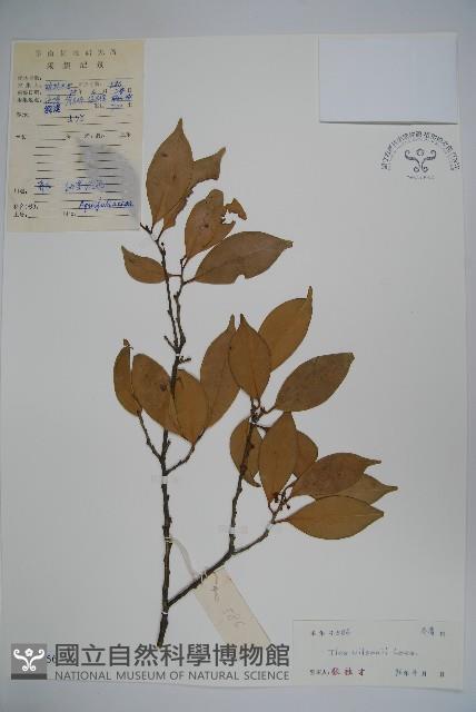 威氏冬青藏品圖，第1張