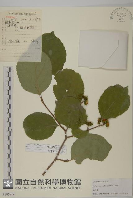 南蛇藤藏品圖，第1張