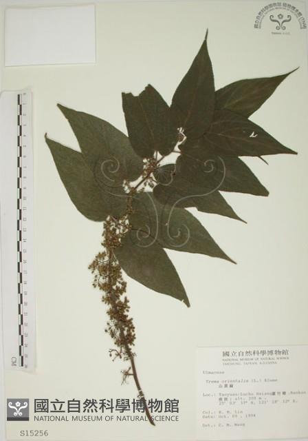 山黃麻藏品圖，第1張