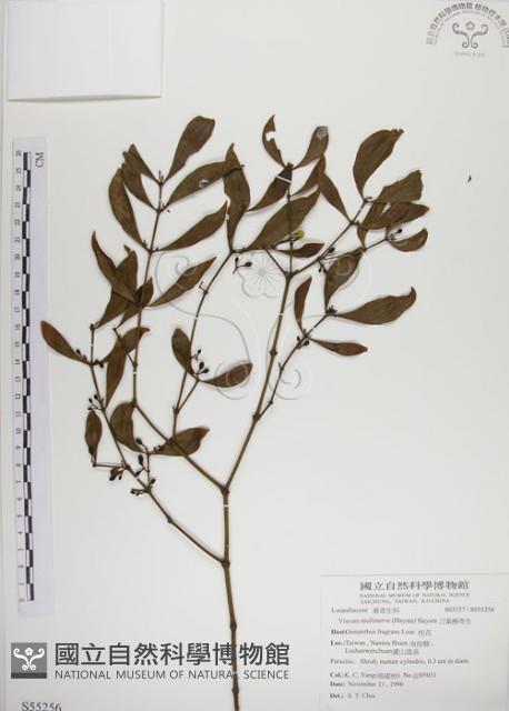 刀葉槲寄生、刀葉桑寄生藏品圖，第1張