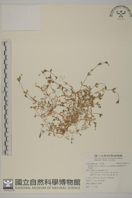 天蓬草藏品圖，第1張