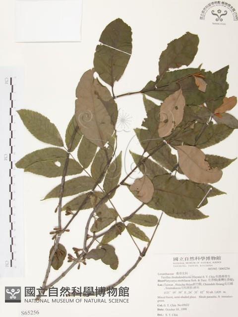 杜鵑桑寄生藏品圖，第1張