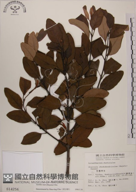 蓮華池桑寄生藏品圖，第1張