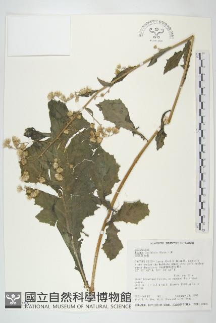 裂葉艾納香藏品圖，第1張