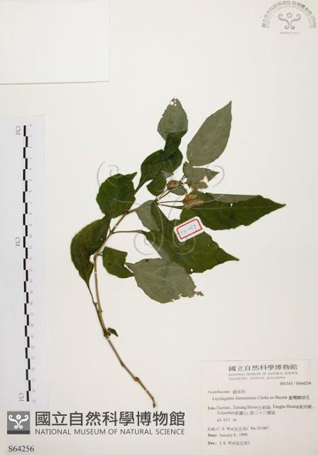 臺灣鱗球花藏品圖，第1張