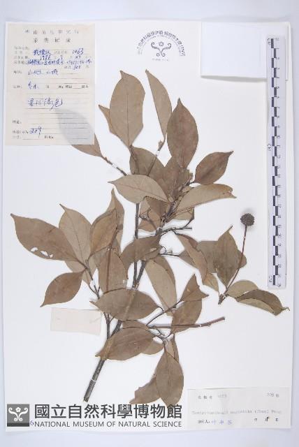 尖葉四照花藏品圖，第1張