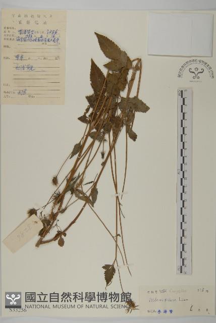 白花鬼針藏品圖，第1張