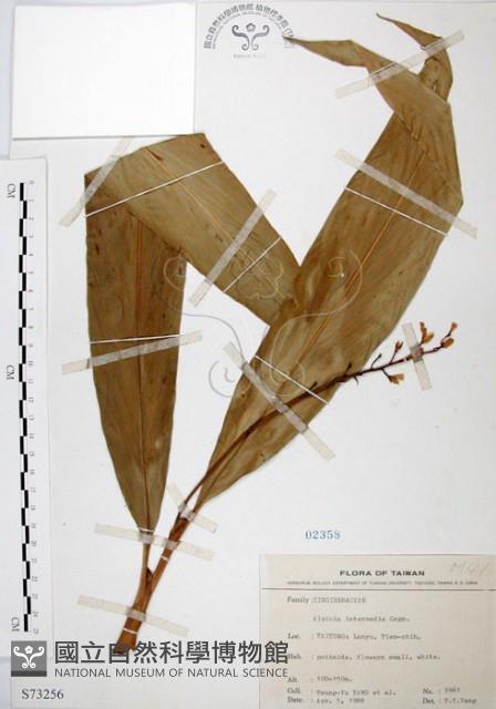 山月桃藏品圖，第1張