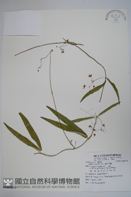 人參娃兒藤藏品圖，第1張