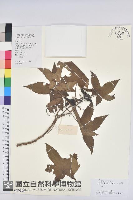 蓖麻藏品圖，第1張