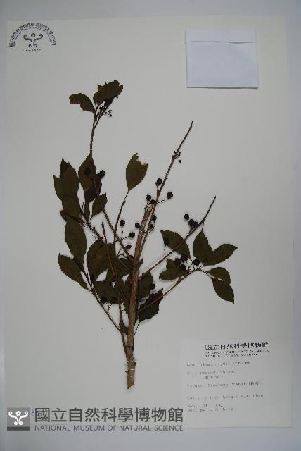 鐵冬青藏品圖，第1張