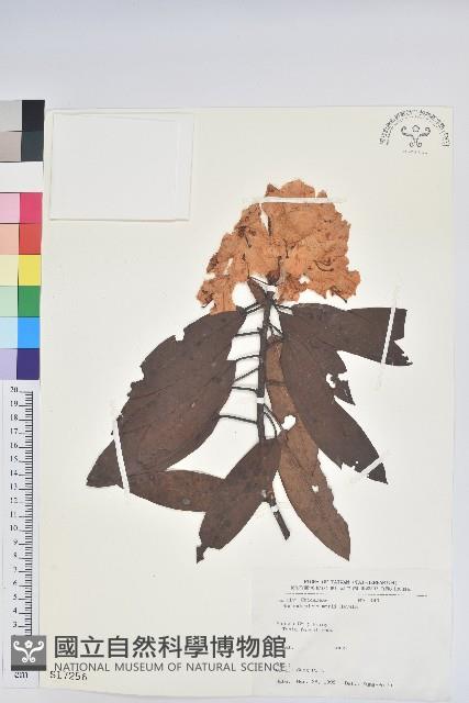 森氏杜鵑、森氏滿江紅藏品圖，第1張