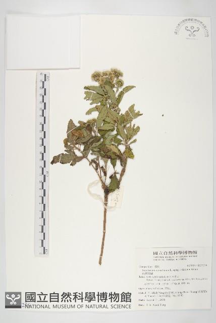 台灣澤蘭藏品圖，第1張