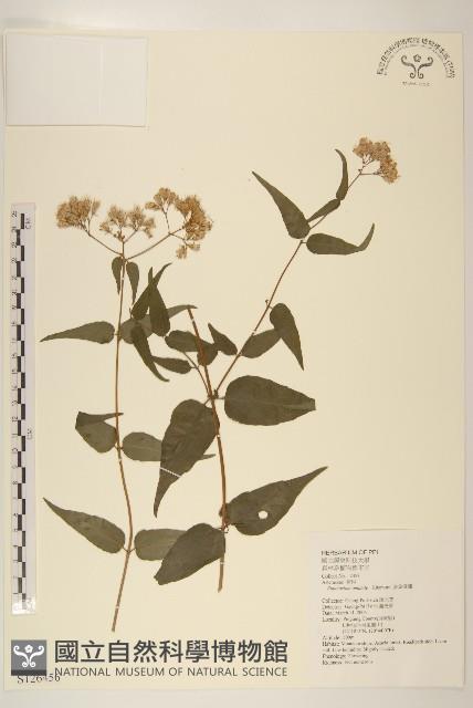 腺葉澤蘭藏品圖，第1張