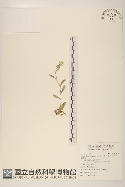 鼠麴草藏品圖，第1張