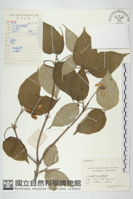 四照花藏品圖，第1張