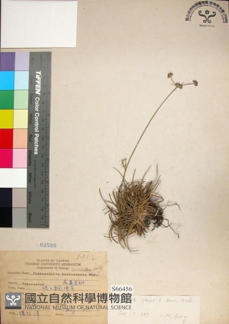 乾溝飄拂草藏品圖，第1張